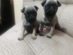 Vendo Cachorros Pug