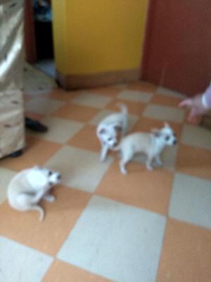 Vendo Chihuhuas Originales