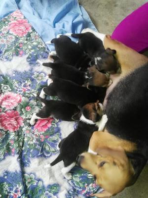 Venta de Cachorro Beagle