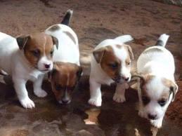 lindos cachorritos jack russell terrier a 300 soles tlf