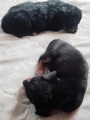 Adopte Lindos Cachorros!!