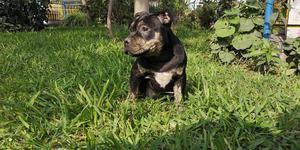 American Bully Hembra