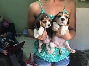 Beagle Cachorros Hermosos Tricolor