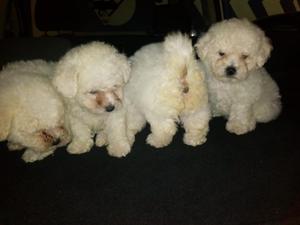 Bichon Frise Lindos Antialérgicos Oferto