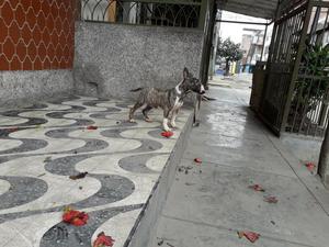 Bull Terrier Hembra en Venta