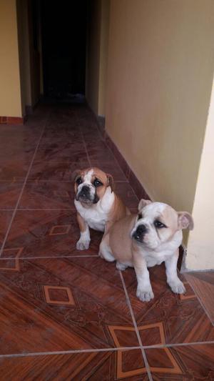 Cachorro Bulldog Ingles