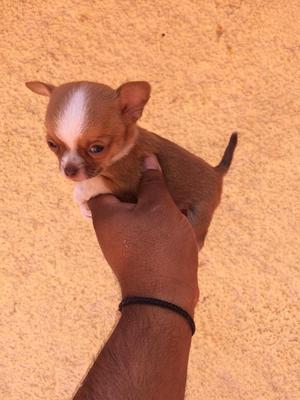 Cachorro Chihuahua Mini Toy