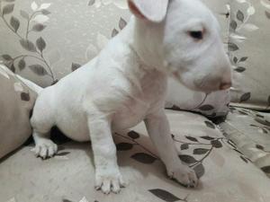 Cachorros Bull Terrier Machos