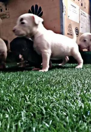 Cachorros Pitbull