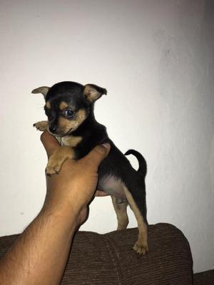 Chihuahuas Finos Cachorros Ofertamos