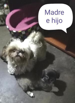 Hermoso Pekines