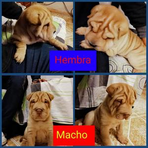 Hermosos Sharpei Hermba Y Macho