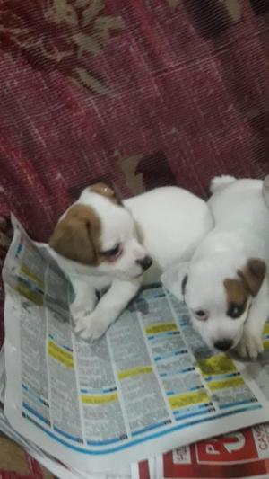 Jack Russell Inteligentes Divertidos