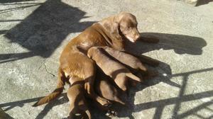 Labrador Chocolate hembras y machos Choco