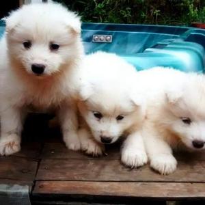 Samoyedo Bellos Cachorros en Venta