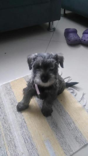 Schnauzer Toy