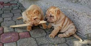 Sharpei Full Arrugas Hermosos Cachorros