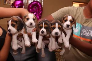 Venta de cachorros beagle