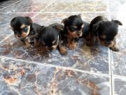 Yorkshire Terrier Yorkys Toy Toy Mini vacunados