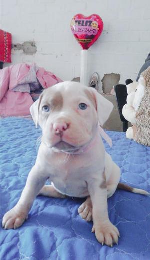 en Venta Fusión Bully Hembra 500 Soles