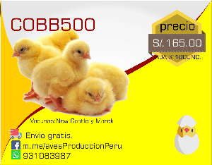 pollos bb COBB500