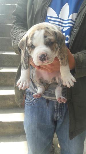 American Bully