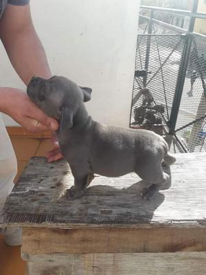 American Bully