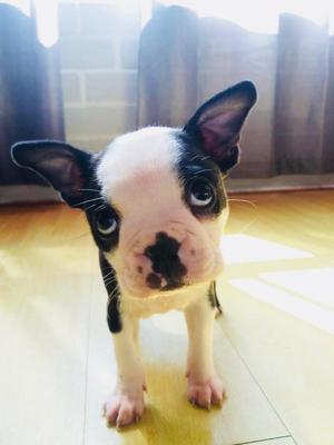 Boston Terrier