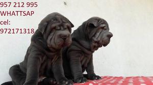 CACHORROS SHARPEI