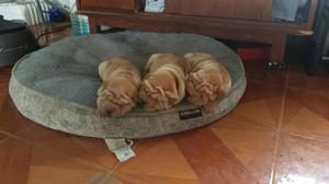 CACHORROS SHARPEI EN VENTA PAPAS PRESENTES FOTOS REALES