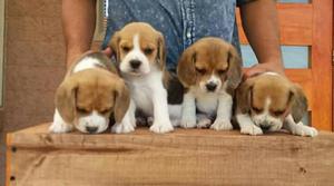 Cachorritos Beagle