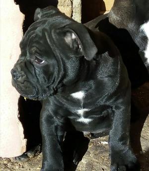 Cachorro American Bully Macho de 3meses