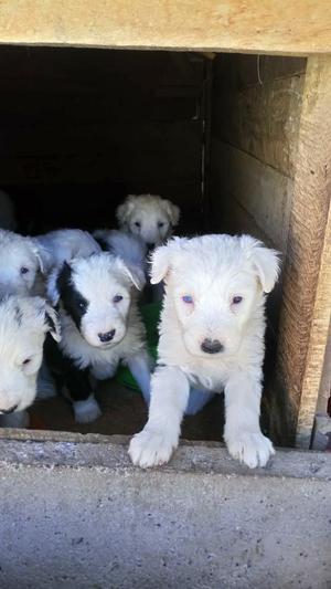 Cachorros Bobtail