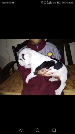 Cachorros Cruze de Pitbull Y Bully