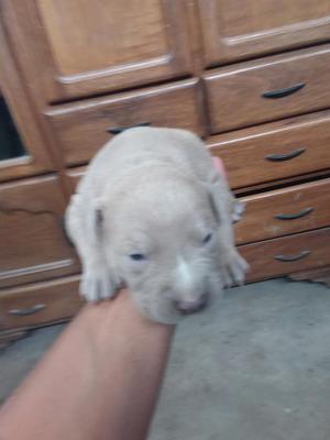 Cachorros Pitbull