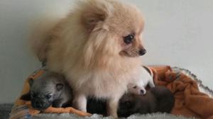 Cachorros Pomeranias