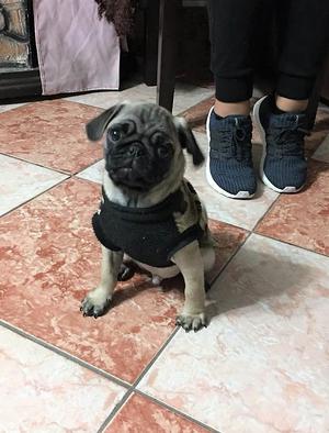 Cachorros Pug