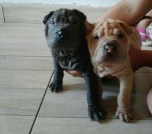 Cachorros Sharpei