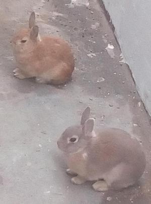 Conejitos para Mascota Remato