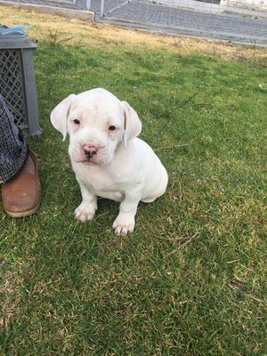 DOGO ARGENTINO MACHITO