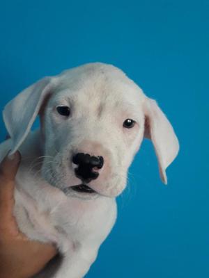 Dogo Argentino