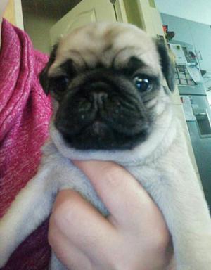 Ejenplares Pug Carlino