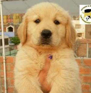 Golden Retriewer