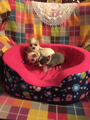 Hermosos Cachorritos Chihuahua