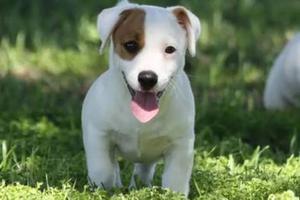 Jack Russell Buena Linea