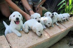 LABRADOR HERMOSOS ROBUSTOS