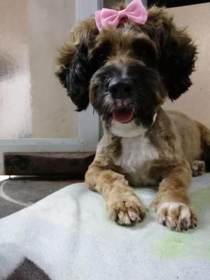 Perrita Pequeña en Adopción