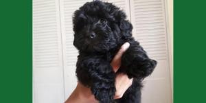 Poodle Negro Finos Cachorros Oferto