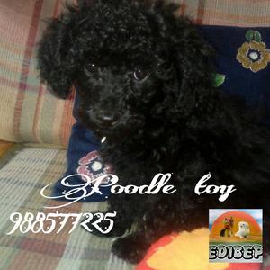 Poodle Toy