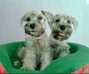 Schnauzer Plateados